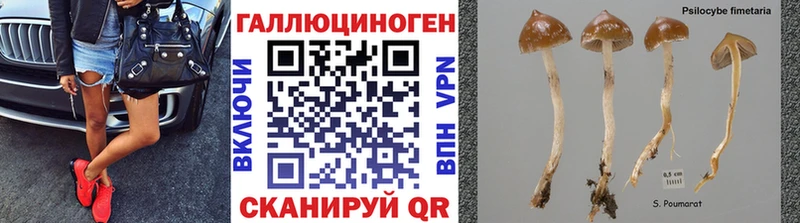 Псилоцибиновые грибы Cubensis  Фокино 